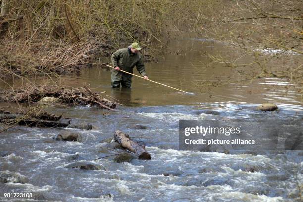 April 2018, Germany, Salzwedel: Thomas Bauer from the fishing association Salzwedel introducing young sea trout to the river Dumme. In line with the...