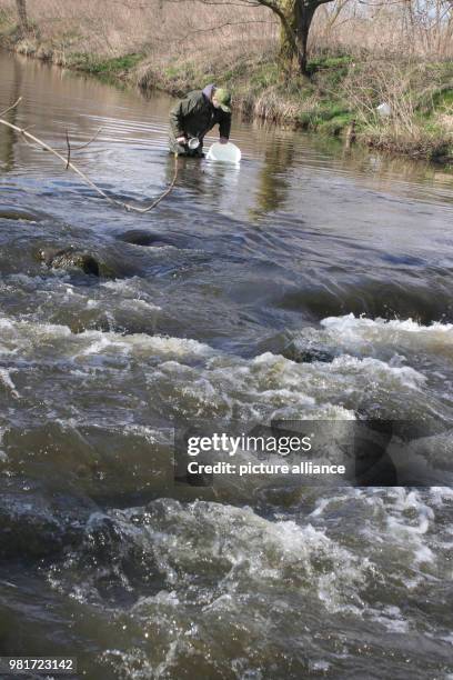 April 2018, Germany, Salzwedel: Thomas Bauer from the fishing association Salzwedel introducing young sea trout to the river Dumme. In line with the...