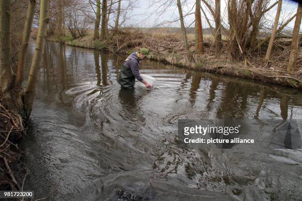 April 2018, Germany, Salzwedel: Thomas Bauer from the fishing association Salzwedel introducing young sea trout to the river Dumme. In line with the...