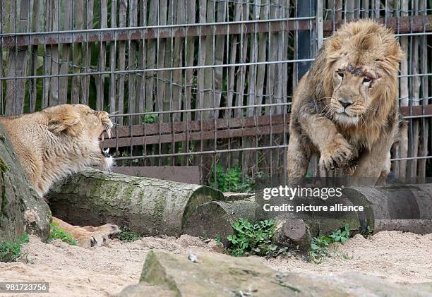 Lioness Gina hisses at newbie lion Navin inside an enclosure at the Cologne Zoo in Cologne, Germany, 05 April 2018. Photo: Oliver Berg/dpa