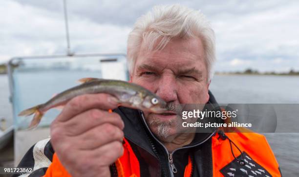 Dpatop - 27 March 2018, Germany, Hoopte: Wilhelm Grube, fisherman on the river Elbe, holds up a smelt. After four decades in the job, Grube fears for...