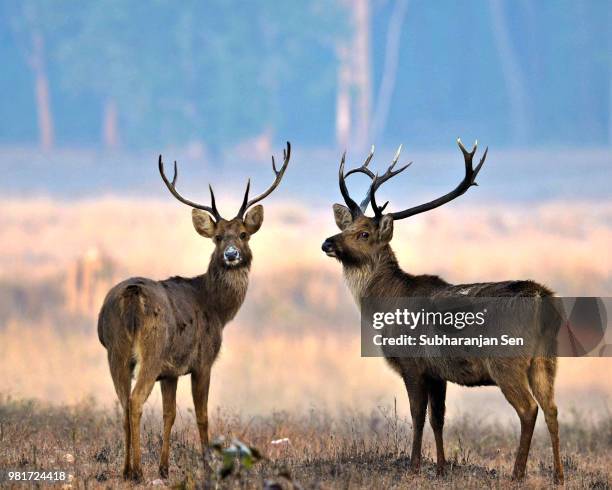 Barasinghs Images 115 Barasingha Stock Photos, High-Res Pictures, and Images - Getty Images