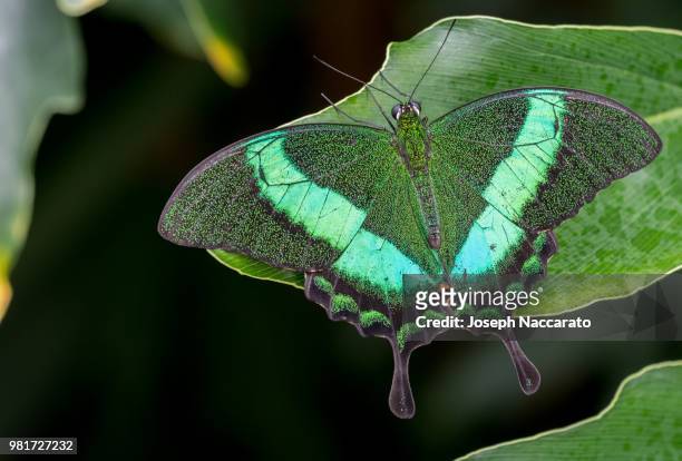 green-banded swallowtail - emerald swallowtail stockfoto's en -beelden
