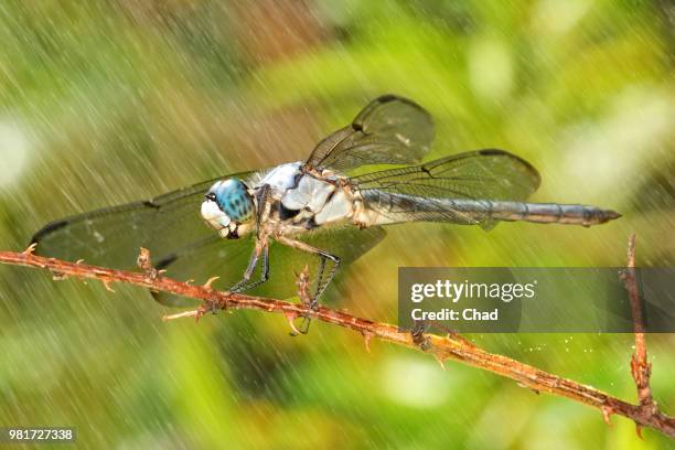 Chad Raining 1,198 Chad Little Stock Photos, High-Res Pictures, and Images - Getty ...