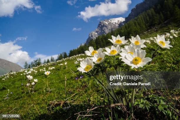 pulsatilla alpina bloom - pulsatilla alpina stock pictures, royalty-free photos & images