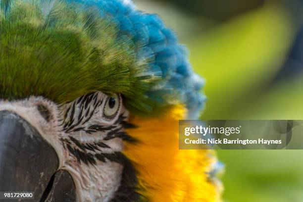 parrots eye - nick haynes stock pictures, royalty-free photos & images