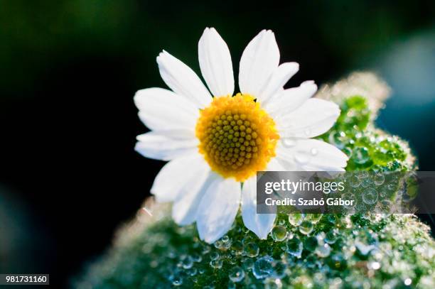 camomille - camomille stock pictures, royalty-free photos & images