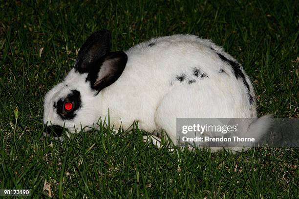 Rabbit eats the grass at Dawes Point Park on April 1, 2010 in Sydney, Australia. The Sydney Harbour Foreshore Authority are about to begin a program...