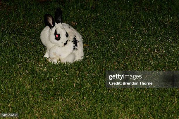 Rabbit eats the grass at Dawes Point Park on April 1, 2010 in Sydney, Australia. The Sydney Harbour Foreshore Authority are about to begin a program...