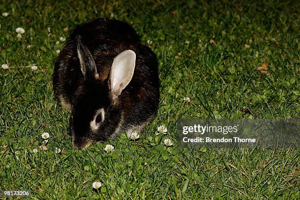 Rabbit eats the grass at Dawes Point Park on April 1, 2010 in Sydney, Australia. The Sydney Harbour Foreshore Authority are about to begin a program...