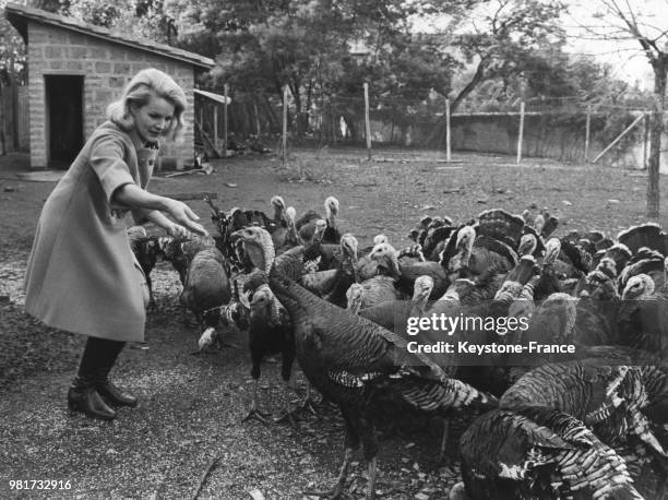 Carroll Baker donnant à manger à des dindes et dindons, en Italie, en décembre 1967.