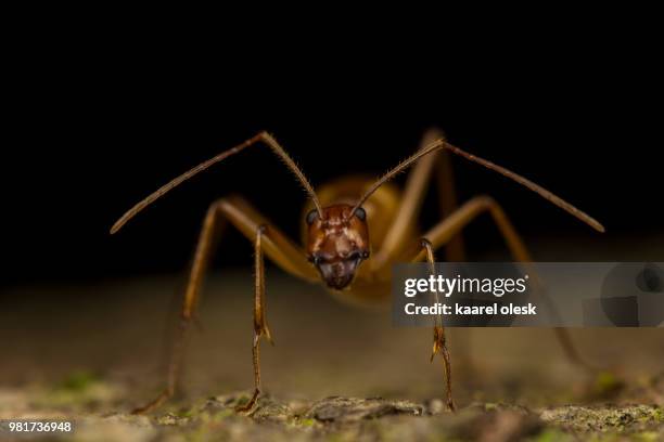 ant - ant bites stock pictures, royalty-free photos & images