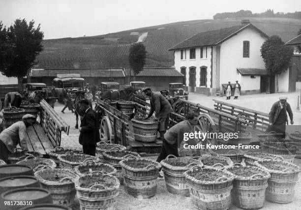 Vendanges en Champagne en France.