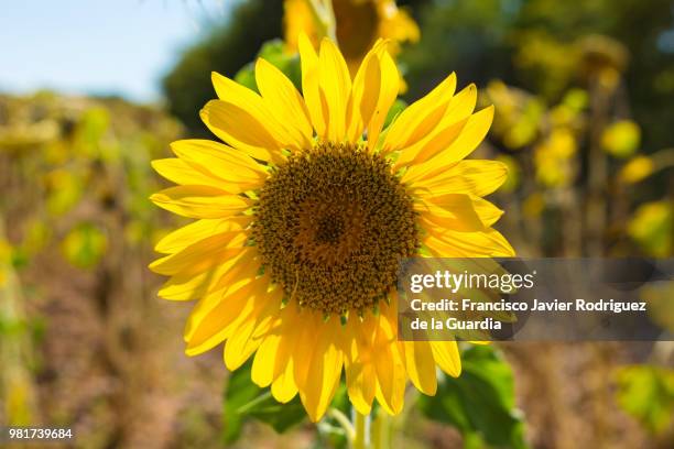 girasol - girasol stock pictures, royalty-free photos & images