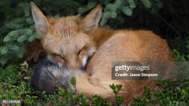 sleeping fox - jason fuchs stock-fotos und bilder