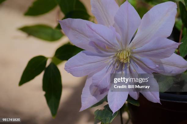 Clematis Raspberry Double Double Flower Photos and Premium High Res Pictures - Getty Images