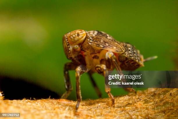 604 Planthoppers Stock Photos, High-Res Pictures, and Images - Getty Images