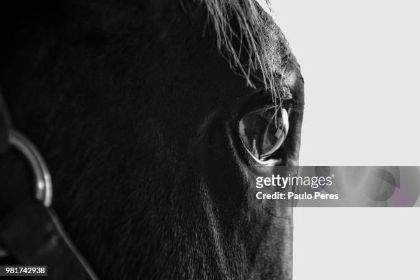 deep in thought - chevaux sauvages photos et images de collection