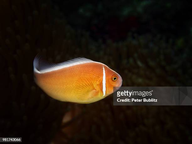 halsband anemonenfisch - halsband stock pictures, royalty-free photos & images