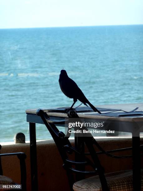 durante el desayuno - desayuno stock pictures, royalty-free photos & images