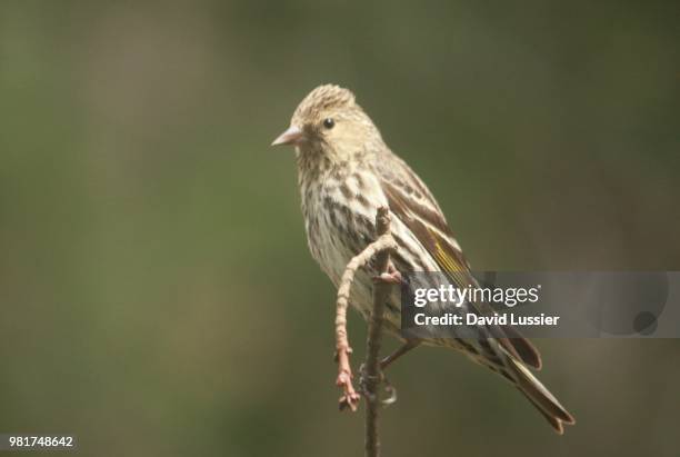 pine siskin - pine siskin stock pictures, royalty-free photos & images