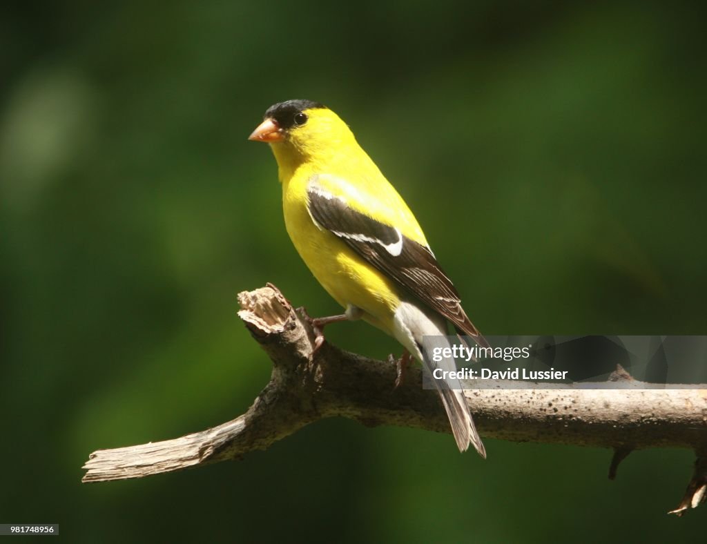 Goldfinch