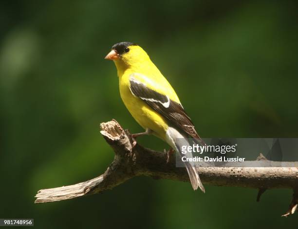 goldfinch - american goldfinch - fotografias e filmes do acervo
