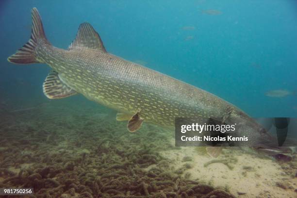 pike floreffe - belgium - northern pike stock pictures, royalty-free photos & images