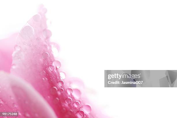 closeup of pink orchidea petails - white rose flower stock pictures, royalty-free photos & images