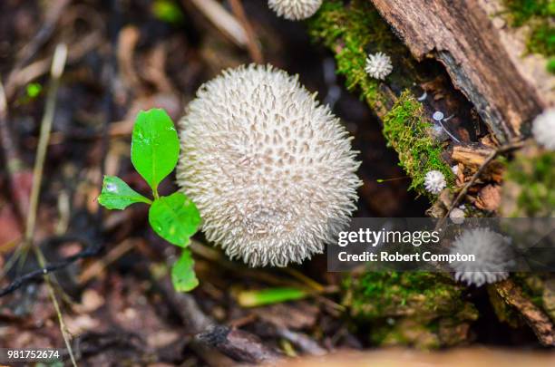 spiky hedgehog - forrest compton fotografías e imágenes de stock