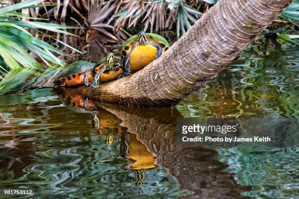 a trio of red bellied turtles straddle the trunk of a leaning palm tree and cast a reflection in the water below. - emídidos fotografías e imágenes de stock