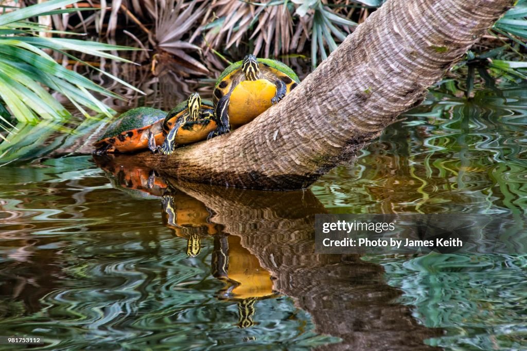 A trio of red bellied turtles straddle the trunk of a leaning palm tree and cast a reflection in the water below.