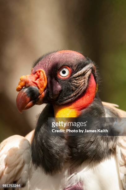 the king vulture is a large bird found in central and south america normally found in the tropical lowland forests from southern mexico to northern argentina. - central florida v south florida stockfoto's en -beelden