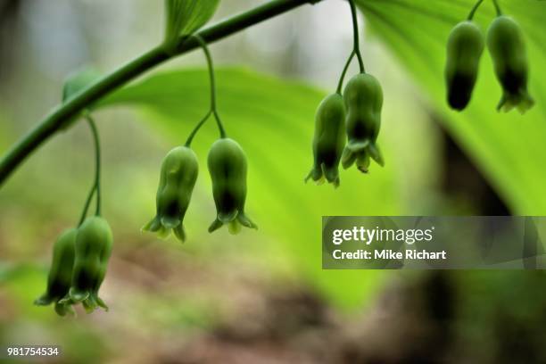 solomon's seal - freshness seal stock pictures, royalty-free photos & images