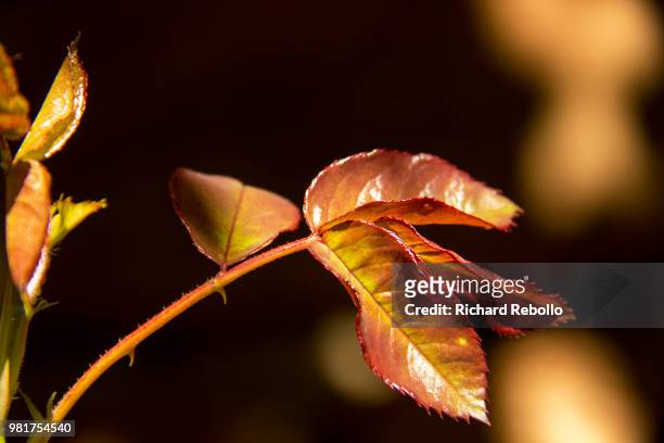 hoja rosa - hoja stock pictures, royalty-free photos & images