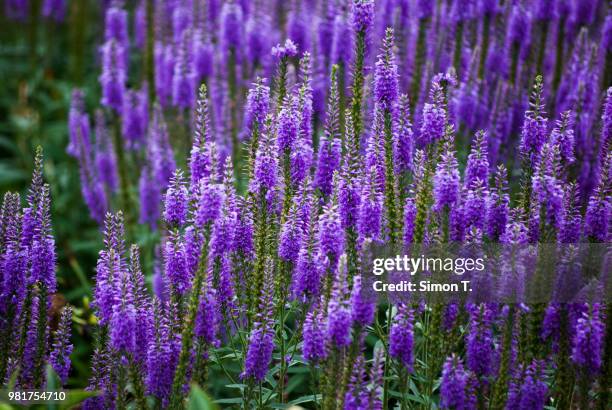 lavender (lavandula angustifolia) - angustifolia bildbanksfoton och bilder