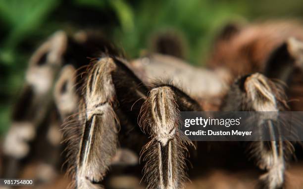 spider - mexican redknee tarantula stock pictures, royalty-free photos & images