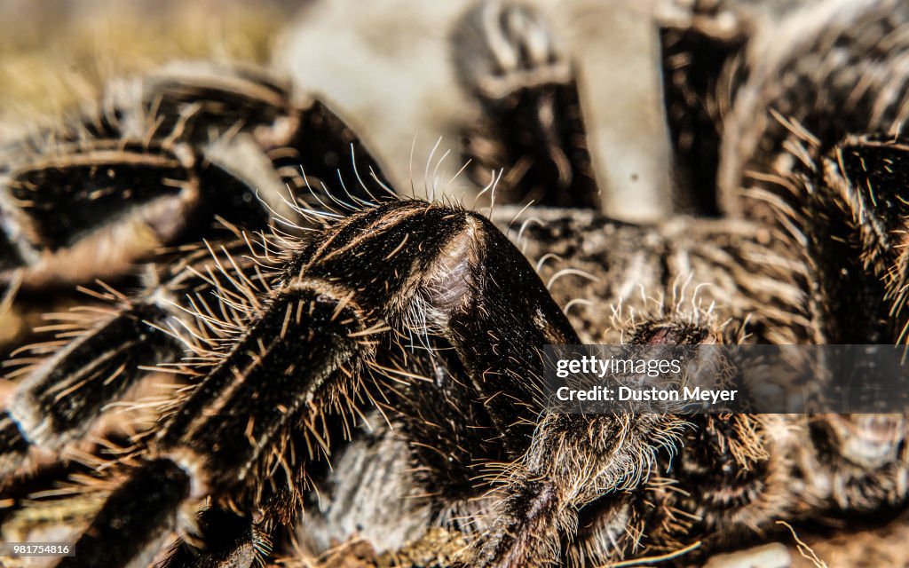 Spider