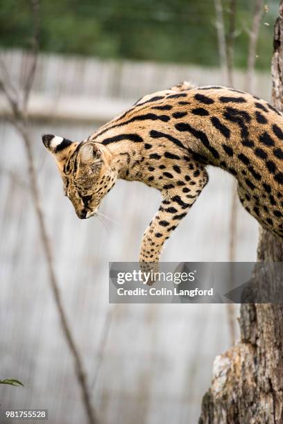 serval series - margay stock pictures, royalty-free photos & images