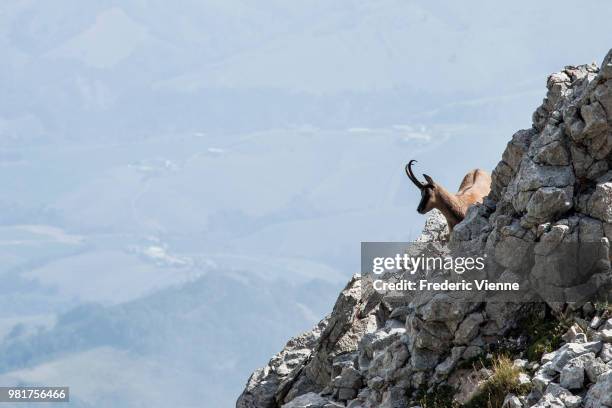 abruzzo chamois (rupicapra spp.) standing in rocky mountain slope, teramo, abruzzo, italy - spp stock pictures, royalty-free photos & images