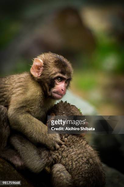 fight - macaque fight foto e immagini stock
