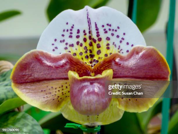 orchid show a2 - a2 stock pictures, royalty-free photos & images