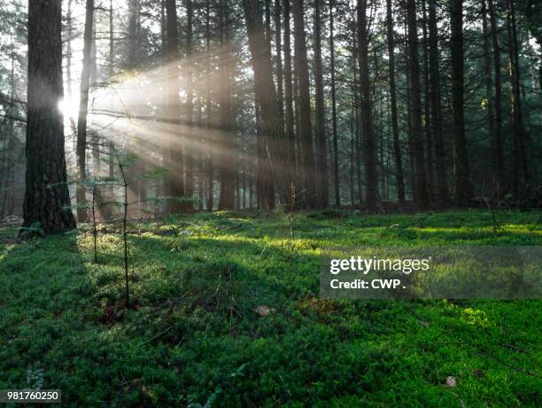 ochtend zonnetje - ochtend fotografías e imágenes de stock