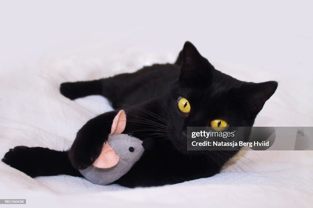 Black Beauty