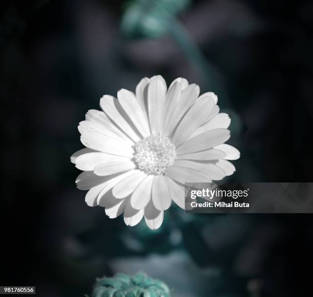 1,803 Withe& Stock Photos, High-Res Pictures, and Images - Getty Images