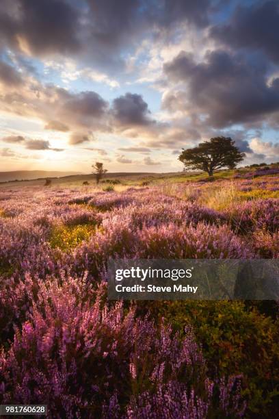 porlock purples - porlock stock pictures, royalty-free photos & images