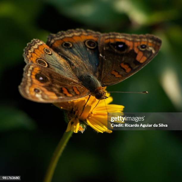 borboleta - borboleta stock pictures, royalty-free photos & images