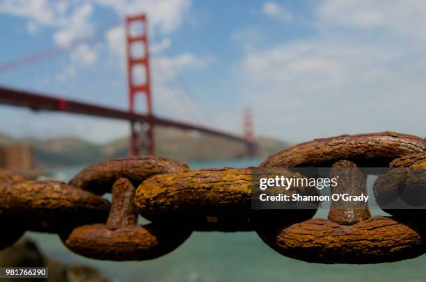Golden Rust Lab 551 Golden Rust Stock Photos, High-Res Pictures, and Images - Getty Images