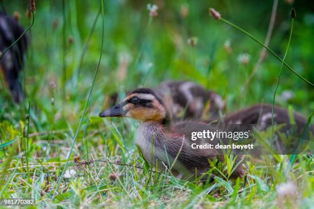 Quacker Quacker Photos and Premium High Res Pictures - Getty Images