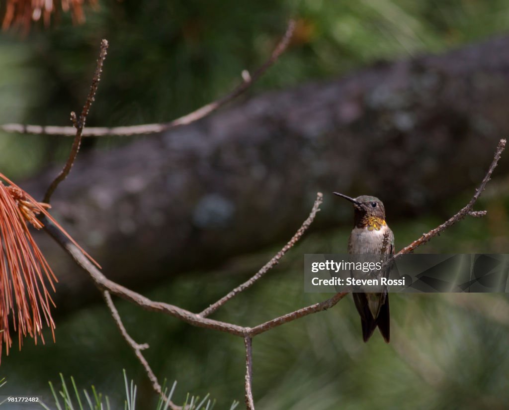 Male Ruby-throated Hummingbird In Tree